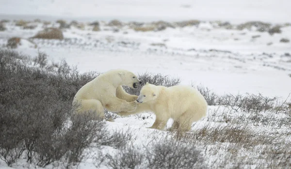 Lucha de osos polares. 1. — Foto de Stock
