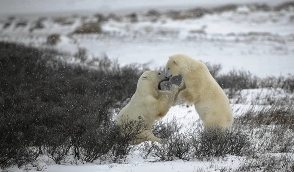 Kampf der Eisbären. 2 — Stockfoto