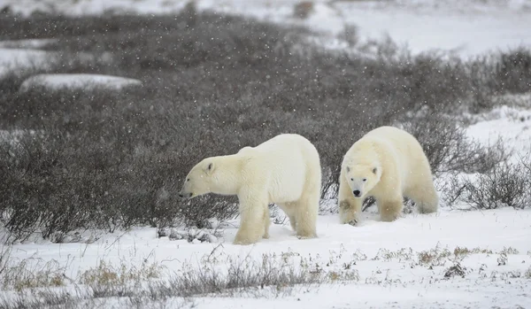 Dva lední medvědi. — Stock fotografie