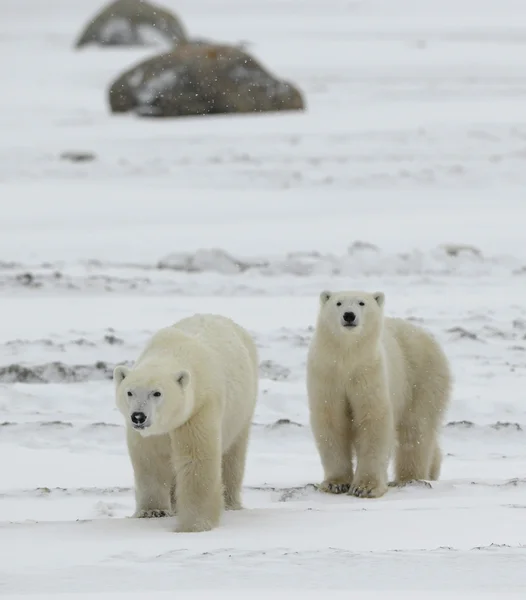 Ursos polares. — Fotografia de Stock