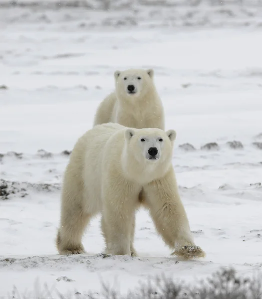 Isbjörnar har blivit intresserade av. — Stockfoto