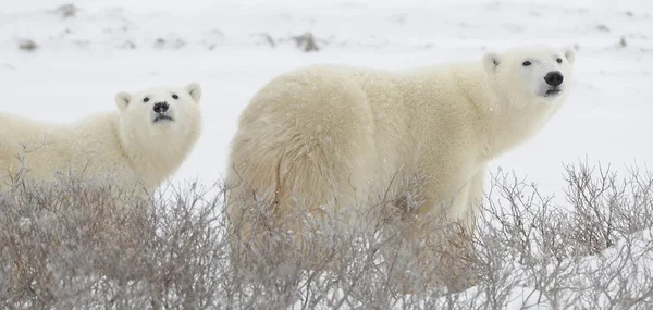 Zwei Eisbären — Stockfoto