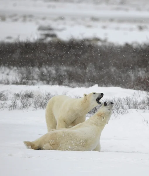 Kutup ayıları oyun. — Stok fotoğraf