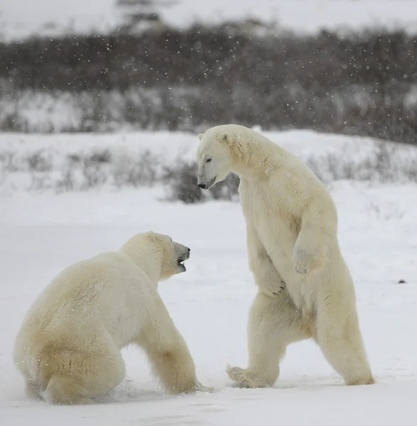 Битва белых медведей. 1 день — стоковое фото