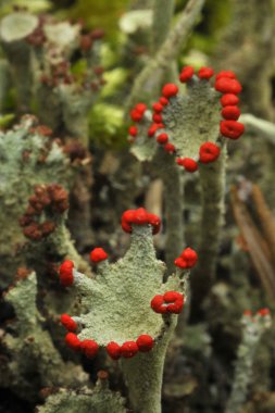 Reindeer lichen clipart