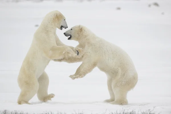 Slagsmål av isbjörnar. 11 — Stockfoto