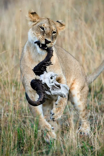 Lioness and a skull. — Stock Photo, Image