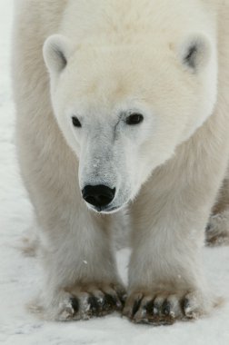 Portrait of a polar bear. clipart