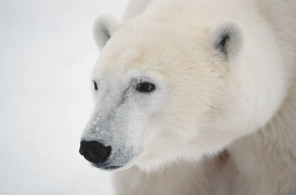 Portrait d'un ours polaire. — Photo