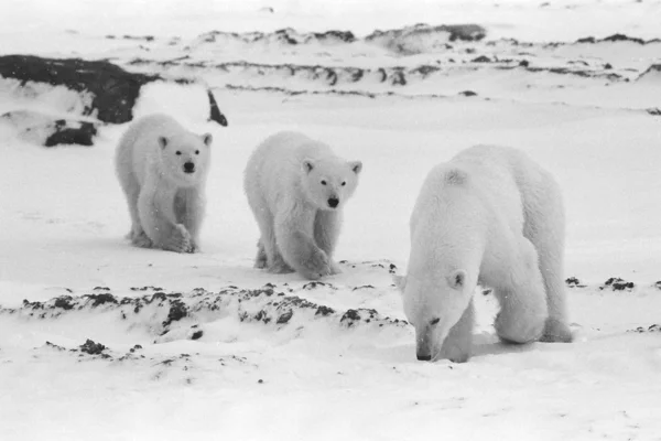 Πολική αρκούδα με cubs. — Φωτογραφία Αρχείου