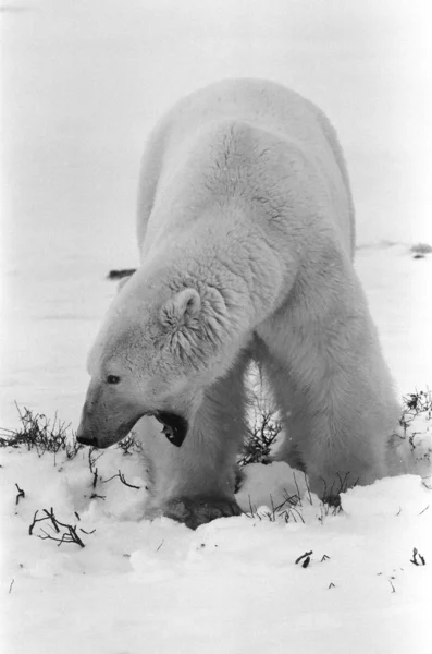 打呵欠的北极熊的黑白肖像 — 图库照片