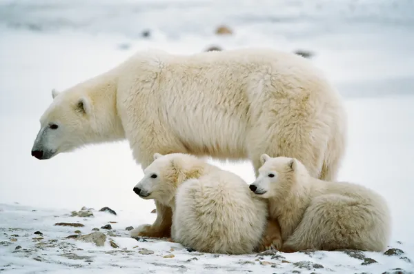 Polar ze-Beer met cubs. Rechtenvrije Stockafbeeldingen