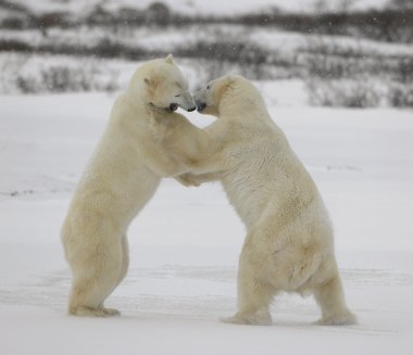 Fight of polar bears. 15 clipart