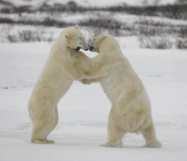北极熊的战斗。15 — 图库照片
