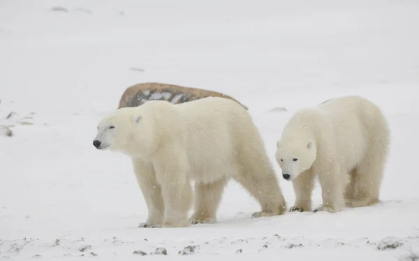 Iki kutup ayıları. — Stok fotoğraf