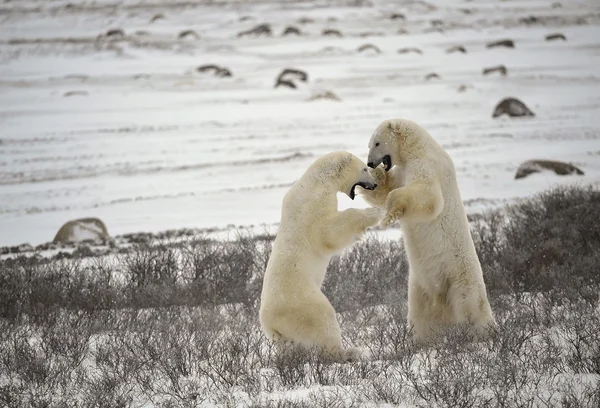 Fight of polar bears. 17 — Stock Photo, Image