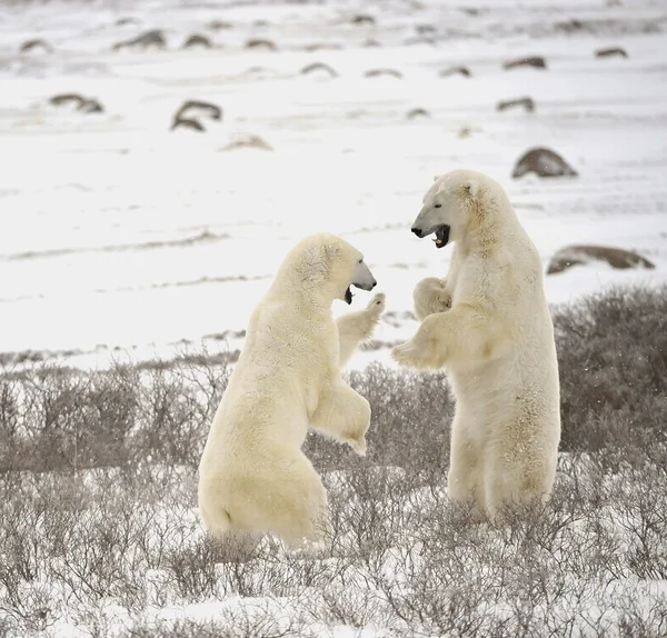 北极熊的战斗。18 — 图库照片