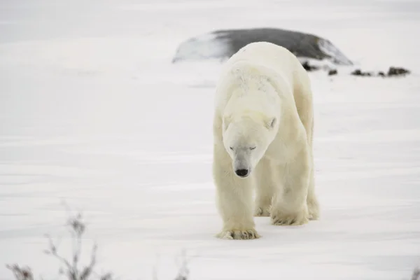 Isbjörn promenad. — Stockfoto