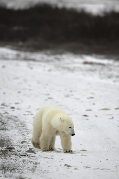 Eisbärenwanderung. — Stockfoto