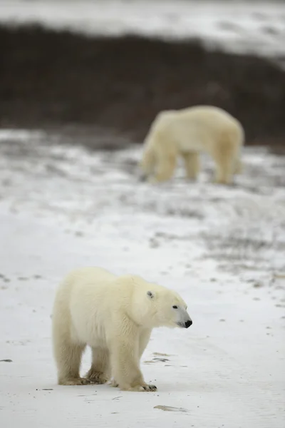 Kutup ayısı yürüyüş. — Stok fotoğraf