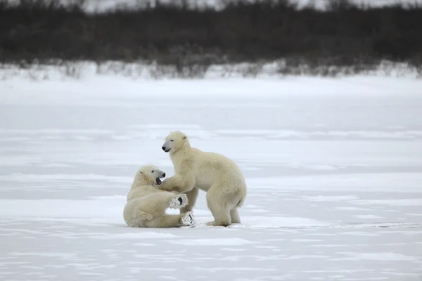 Fight of polar bears. 22 — Stock Photo, Image