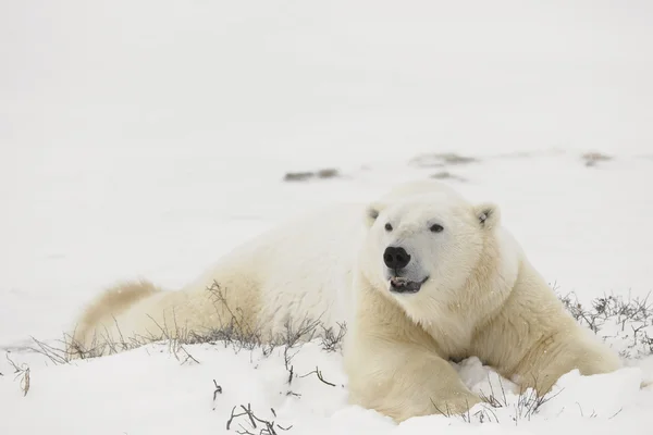 Resto do urso polar . — Fotografia de Stock