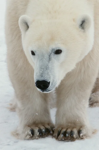北极熊的肖像. — 图库照片