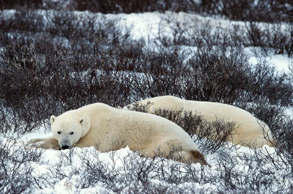 Resto degli orsi polari . — Foto Stock