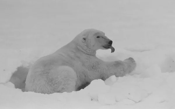 Urso polar relaxar . — Fotografia de Stock