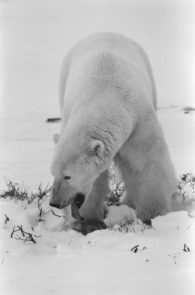Portrait of a polar bear. — Stock Photo, Image