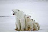 Polar nőstény medve kölykeit.
