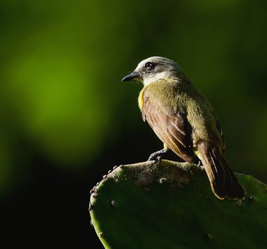 Dusky-chested Flycatcher (Myiozetetes granadensis) on a cactus leaf. clipart