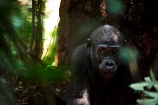 Пацан низменной гориллы — стоковое фото