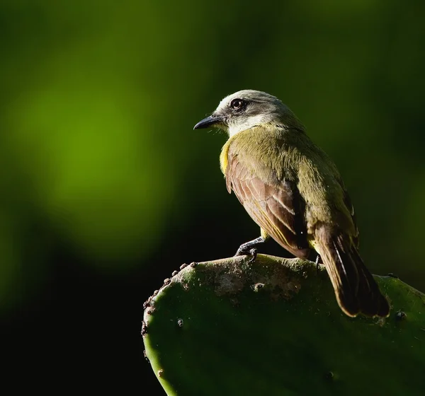 Flycatcher-de-peito-escuro (Myiozetetes granadensis) numa folha de cacto . — Fotografia de Stock