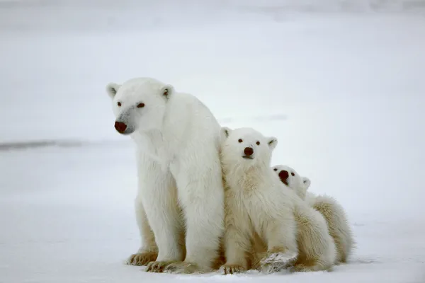 Polar she-bear with cubs. Stock Image