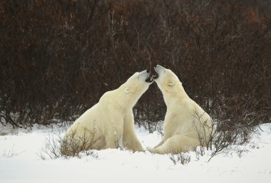 Dialogue of polar bears clipart