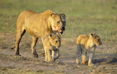 Lioness after hunting with cubs. clipart