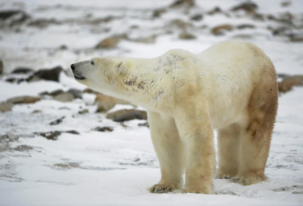 Wącha niedźwiedź polarny. — Zdjęcie stockowe