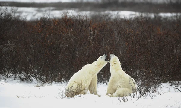Diálogo dos ursos polares — Fotografia de Stock