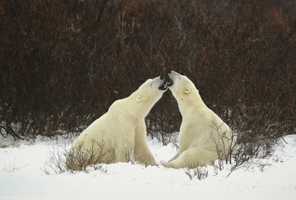 北极熊的对话 — 图库照片