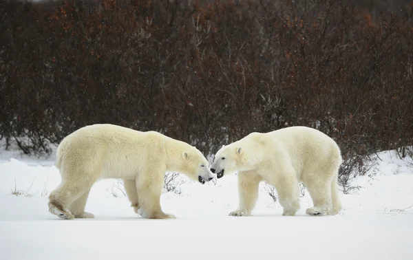 Möte med två isbjörnar. — Stockfoto