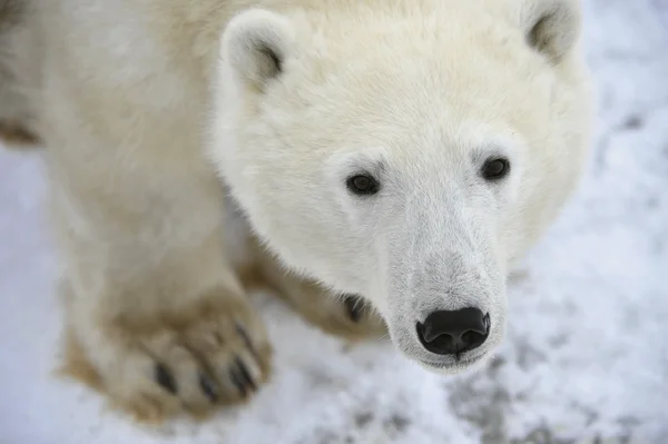 Isbjörnsporträtt. — Stockfoto