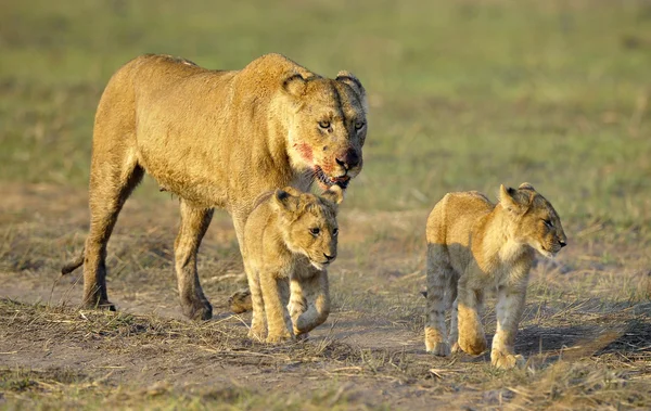 Dişi aslan yavruları ile aradıktan sonra. — Stok fotoğraf
