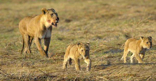 Dişi aslan yavruları ile aradıktan sonra. — Stok fotoğraf