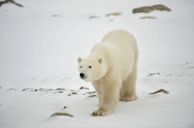 Polar bear . clipart