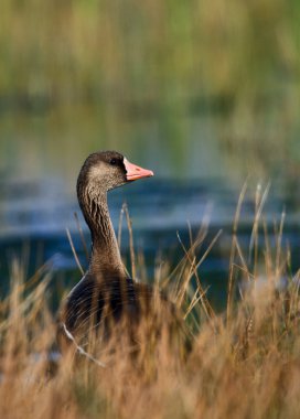 Greylag Kaz