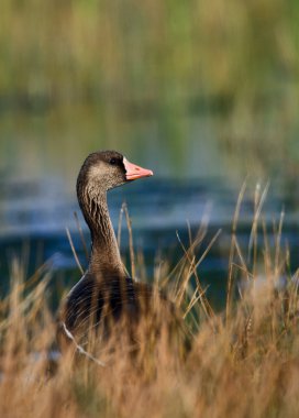 Greylag Goose clipart