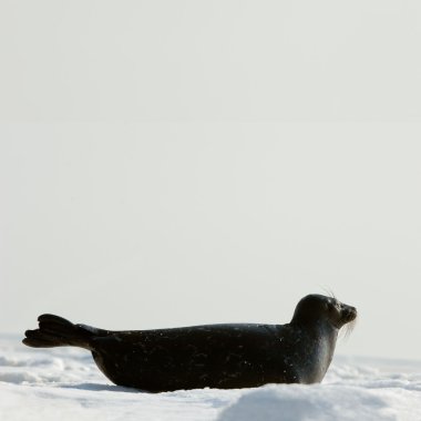 The Ladoga seal on ice. clipart