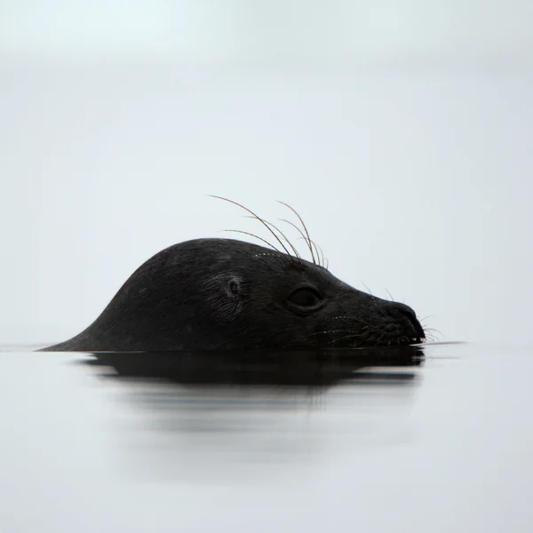 Portrait de profil de Ladoga seal . — Photo