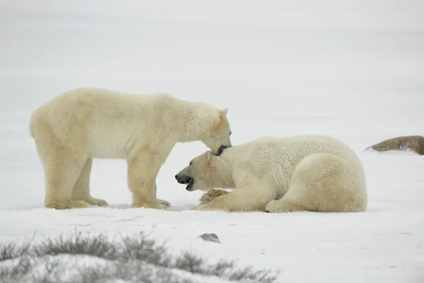 Rozrywki niedźwiedzie polarne. — Zdjęcie stockowe